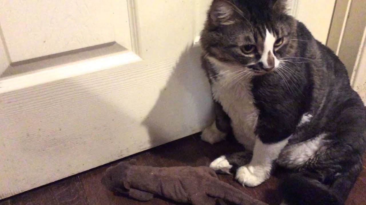 Thunderdust And Lionblaze Battle Over Territory