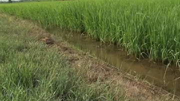 Bẫy Chuột Bằng Điện: Mối Hiểm Họa Khôn Lường