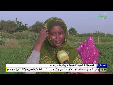 أهمية زراعة الحبوب التقليدية في ولاية كيدي ماغه