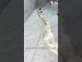 Mystic Broom Magic: Unveil the Secret to the Sticky Floor