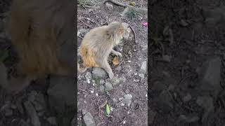 Animal 4D, U Monkey King Fruit Bats When U Love Somebody Monkey Eat Orange At You, Zion T Ea