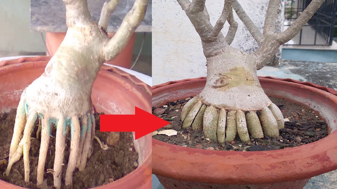 3rd Phase Training of Adenium Bonsai on Radial Roots - YouTube