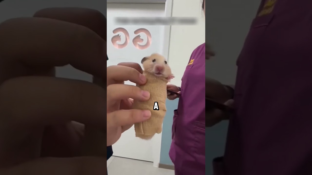 Почему животным необходимо делать компьютерную томографию