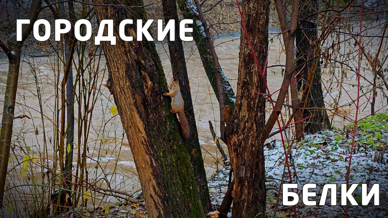 Белки поздней осенью в пойме реки Сетунь
