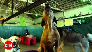 CNET News: An Airbnb for dogs