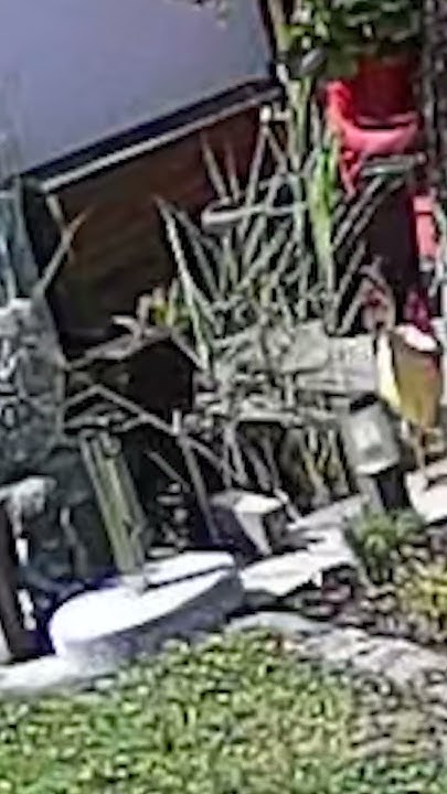 Katze fällt in Teich shorts YouTube