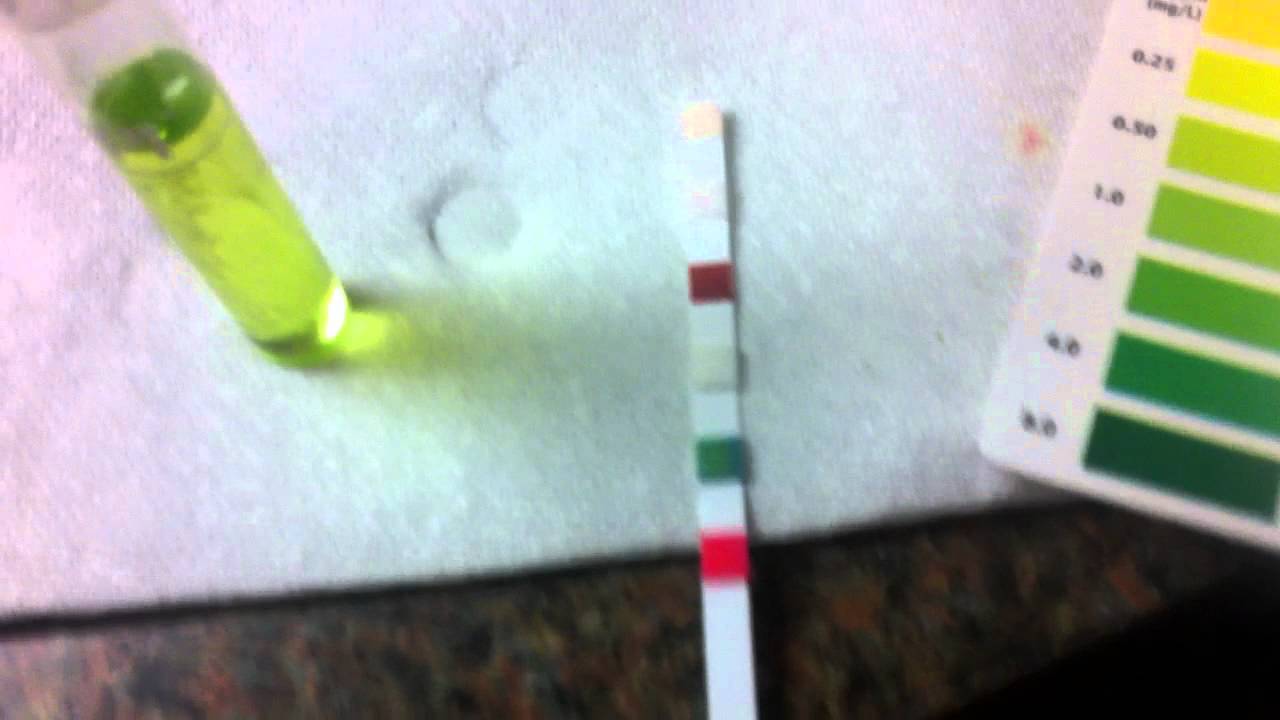 10 gallon aquaponics system: water quality day 6 - youtube