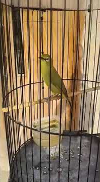 Download lagu Pleci dakun kintamani nembak materi