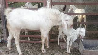 Sojat breed andul goat for sale in reasonable price