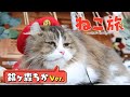 【ざつ旅】『ねこ旅 -Nyat's Nyarney-』鈴ヶ森ちかver.【エイプリルフール】