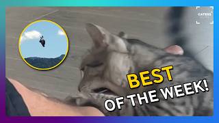 The Best Videos On The Internet This Week