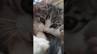 Burnumu Isırmayı Seven Bir Kedim Var