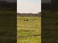 Hare (rabbit🐇) hunting adventure #ferreting #hunting #rabbit #hunting #adventure #fieldsports#foryou