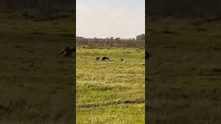 Hare (rabbit🐇) hunting adventure #ferreting #hunting #rabbit #hunting #adventure #fieldsports#foryou