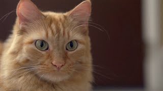 Kucing Sering Menatap Mata Kamu? Inilah 5 Arti Tatapan Kucing Kepada Kita
