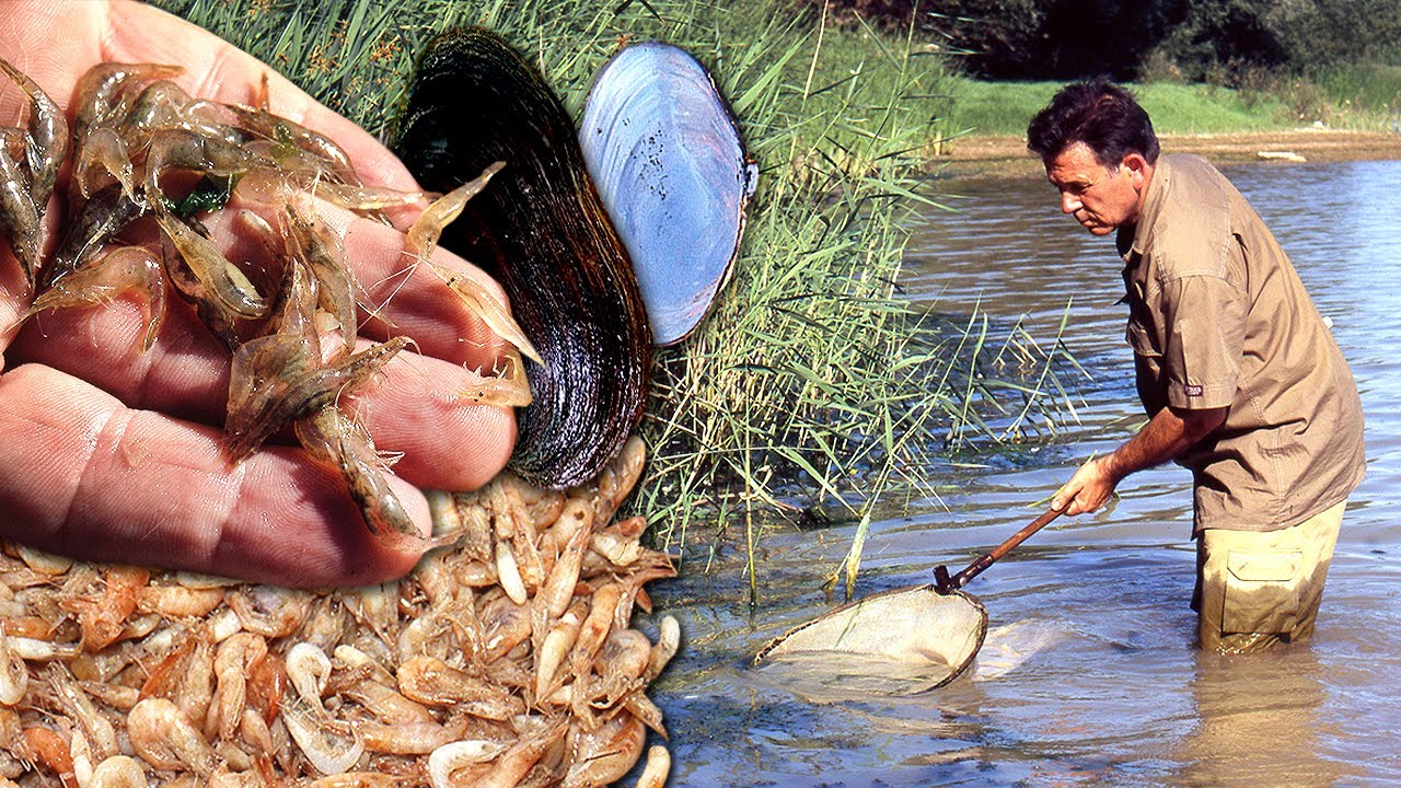 Ловля креветок и моллюсков в реке. Готовят на берегу и используют как наживку для рыбалки.