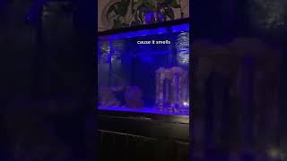 Cause it smells like fish
