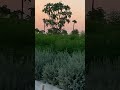 Sunset #saudiarabia ##sunset #love #nature #naturelovers #natural #naturesounds #natureza #beautiful