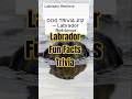 DOG TRIVIA #12 — Labrador Retriever #dogcoach #familydogbreeds