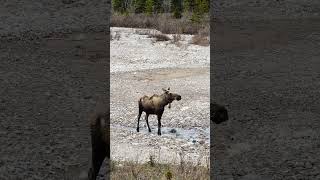 moose walking up the creek #alaska #wildlife #denalipark