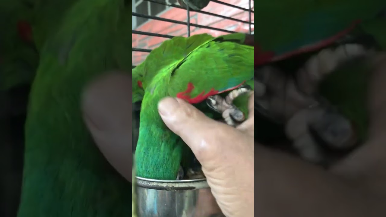 Petting & Talking part 3