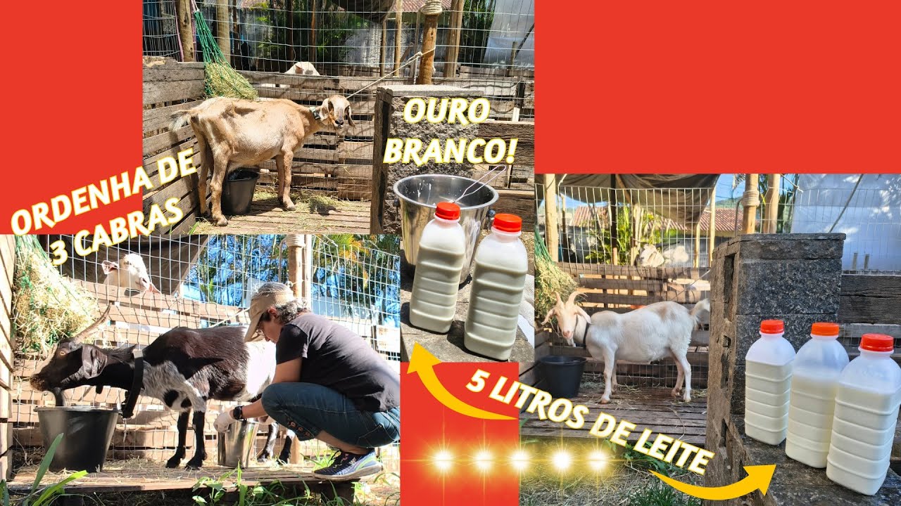 Primeira ordenha das cabras leiteiras Chica, Sofia e a mini Aurora, depois do desmame dos cabritos!