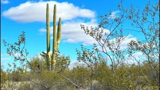Sold Drew shows Pima County AZ property