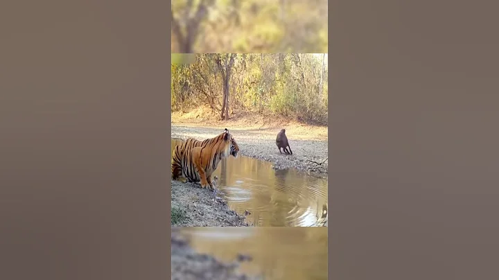 Video 11498781: bengal tiger fight, wild bengal