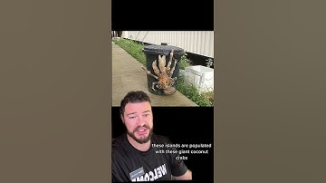 Amelia Earhart Might Have Been Devoured By Coconut Crabs?? #disturbing