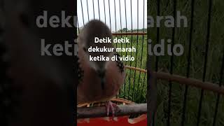 Download Lagu #dekukur #suaraatasistresspadatekukur MP3 Download Lagu #dekukur #suaraatasistresspadatekukur MP3