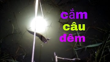 Cắm câu đêm và thưởng thức món cháo cá lóc