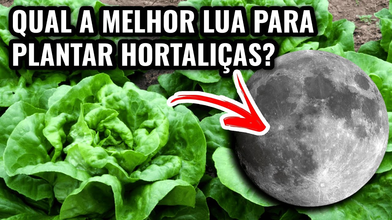 Qual a Melhor Lua para Plantar Hortaliças? Aprenda AGORA! - YouTube