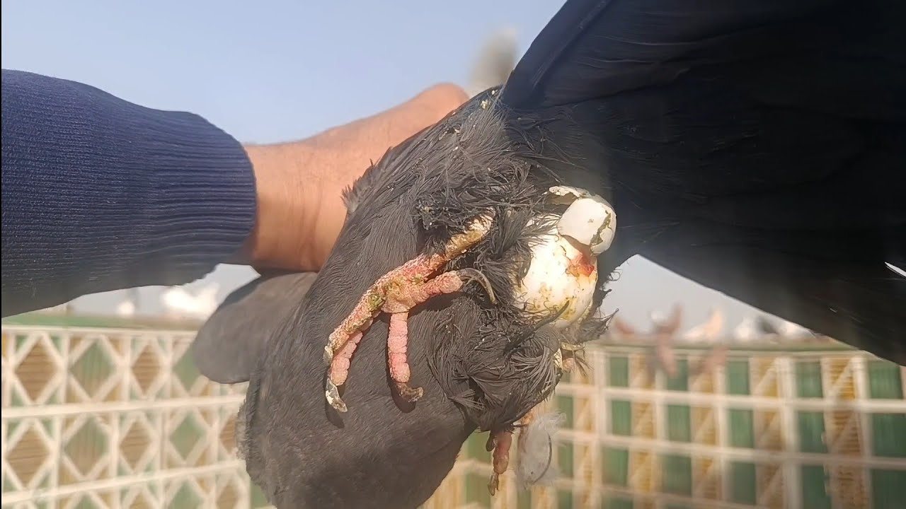 تعالوا نشوف اية الي حصل....مع .. اوطة إمبابة 