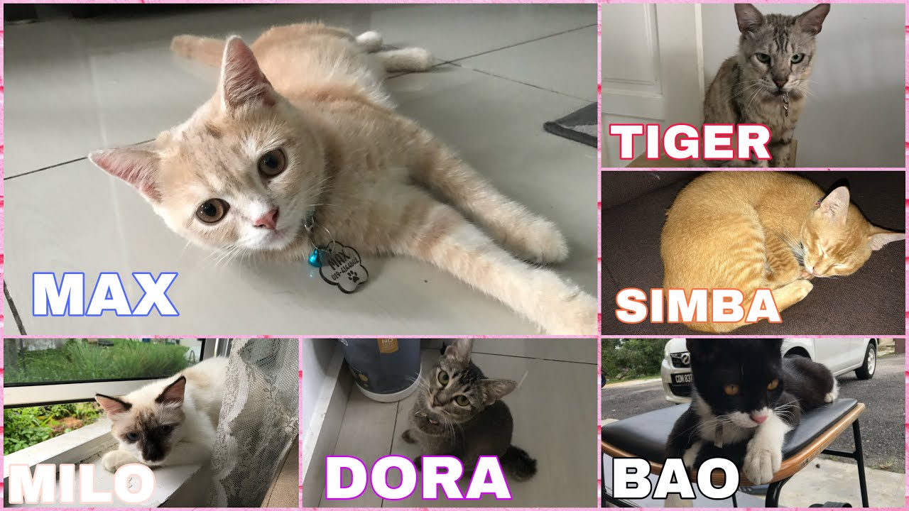 RUMAH KU JADI NURSERY KUCING  🐯Penyayang kucing2 pencinta haiwan