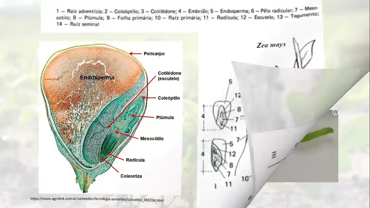 VIDEO AULA PRÁTICA 04 TESTE DE GERMINAÇÃO
