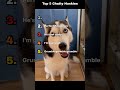 Chatty Huskies #animals #huskies #husky #dog #dogs #dogtalking
