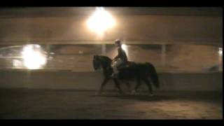 Sold Briggs Run Dixie Morgan Mare For Sale On Morganshowcase.com