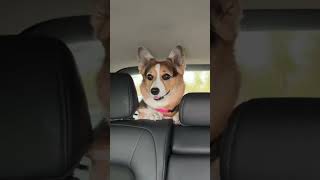 Corgi’s emotional support pillow gets ruined!