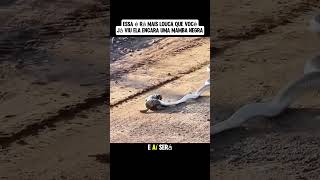 Esta é a Rã mais louca já vista foi encarar uma Mamba Negra #animais #wildlife #africa #shorts
