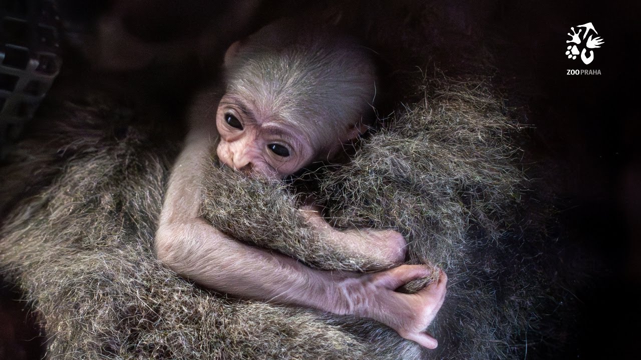 Pro tohle mládě gibona je pátek třináctého tím nejlepším dnem!
