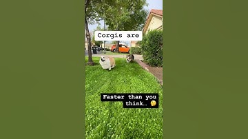 Corgis are faster than you think