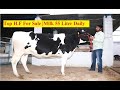 Champion H.F Cow For Sale |Milk 45-50 Liter Daily | जानिए ! इसका दाम क्या होगा  | K.S. Dairy Farm