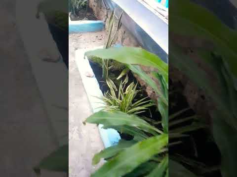 Video 17- thành quă... - YouTube