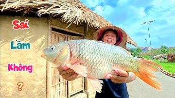 Cậu Gọi Gấp Lưới Ngoài Sông Dính Cá Chép To Và Sai Lầm Của Mình Khi Lát Gạch Nhà Tranh / Quế Nghịch