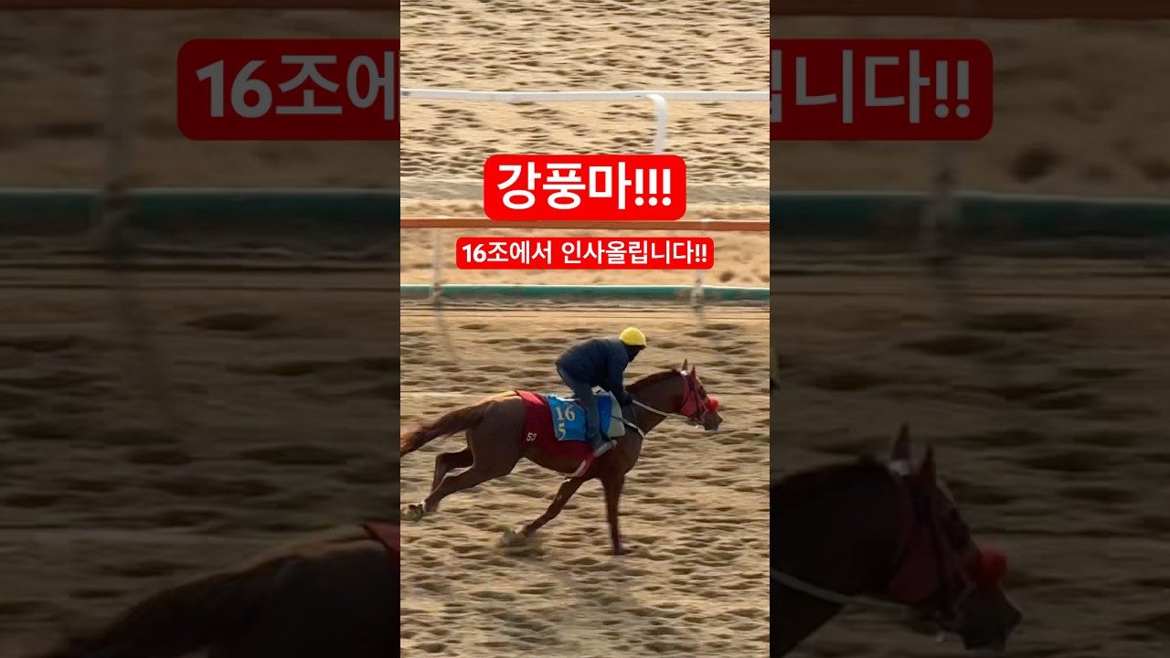 루돌프 강풍마! 새 마방에서 열심히 훈련중~!!