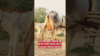 200 कम किराया फ्री दो गाय खरीदे जायज भाव में , Haryana Cow For Sale ,