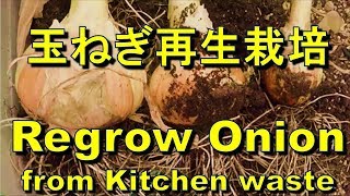 玉ねぎ　再生栽培　種採り後の追加栽培　Regrow onions