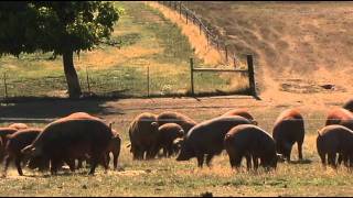 Heritage Breed Pigs