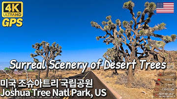 4K Joshua Tree National Park Scenic Drive, California, USA | 조슈아트리 국립공원 드라이브 여행(미국 캘리포니아)