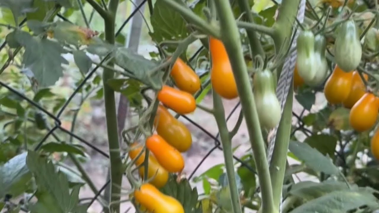 Помидоры Черри выросли сами в моем огороде